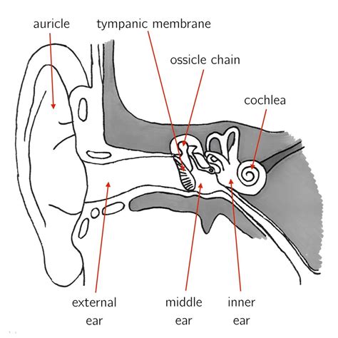 Peripheral Auditory System 的图像结果