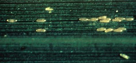 Insect Pest Information | Home