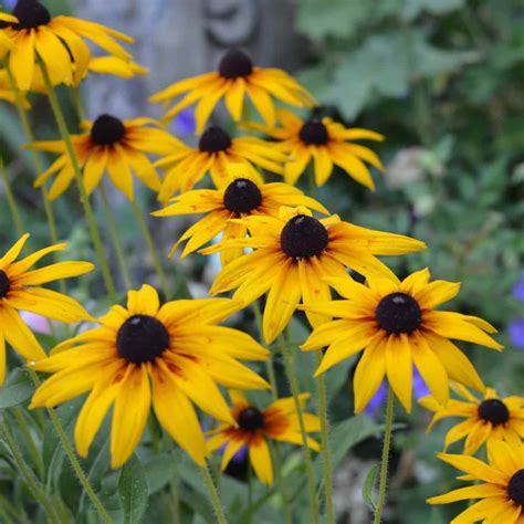 Black Eyed Susan Plant
