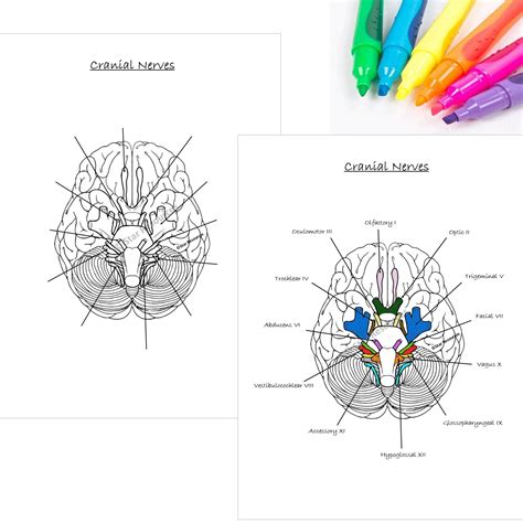 Face Drawing For Cranial Nerves at Andres Lowe blog