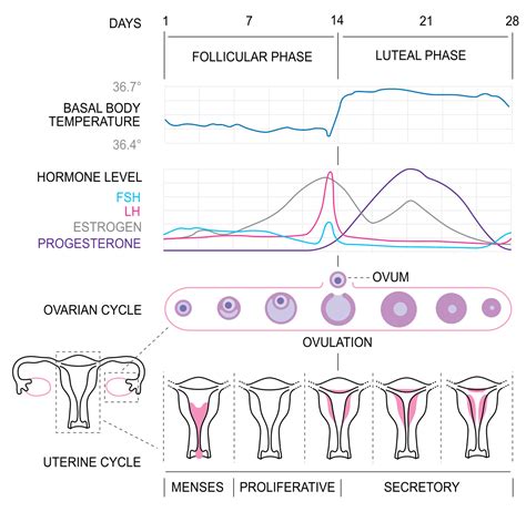 Luteal Phase Calculator | Fertility2Family | Australia