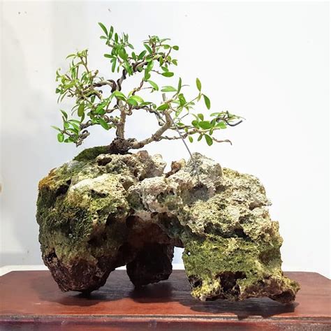 Natural Hole Stone for Bonsai - Handpicked Quality Stone for Bonsai ...