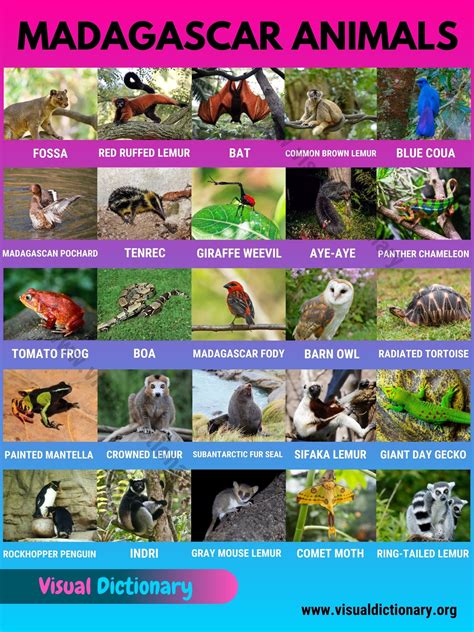 Madagascar Animals: Best List of 25+ Animals only Found in Madagascar ...