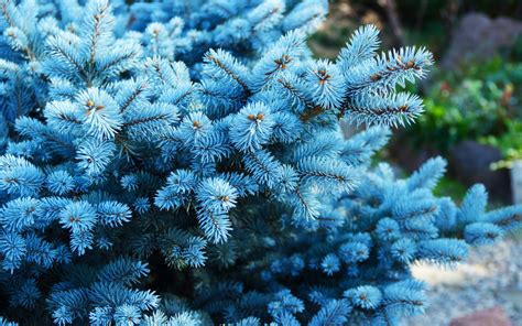Blue Wonder Spruce: Tips for Growing Blue Wonder Spruce Trees