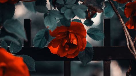 Download wallpaper 3840x2160 rose, garden, bush, red, fence 4k uhd 16:9 ...