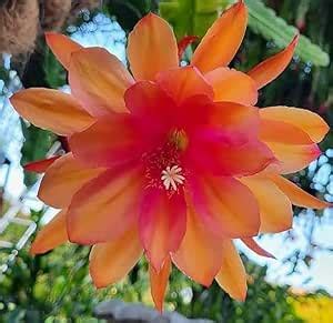 Night queen flower plants | Night fragrance flower | 1 live plant ...