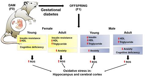 Gestational Diabetes Triggers Oxidative Stress in Hippocampus and ...