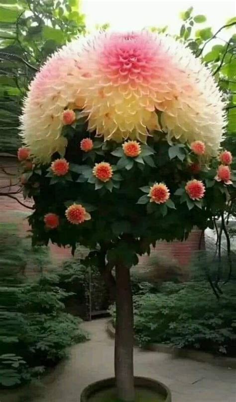 Flower Tree 的图像结果