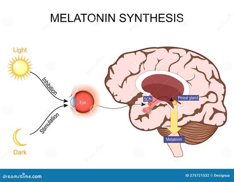 What Causes Circadian Rhythm at Elijah Brand blog