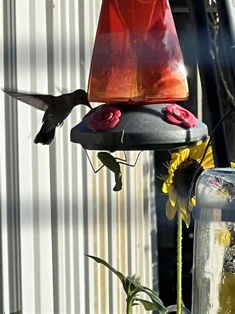 Giant Praying Mantis Eating Bird
