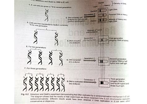 Replication in Prokaryote - Zoology - Studocu