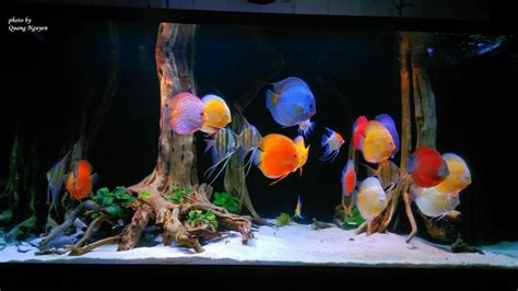 Rezultat imagine pentru Discus Tank Setup