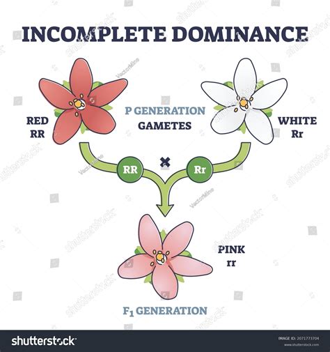 13 Incomplete Dominance Flowers Images, Stock Photos & Vectors | Shutterstock