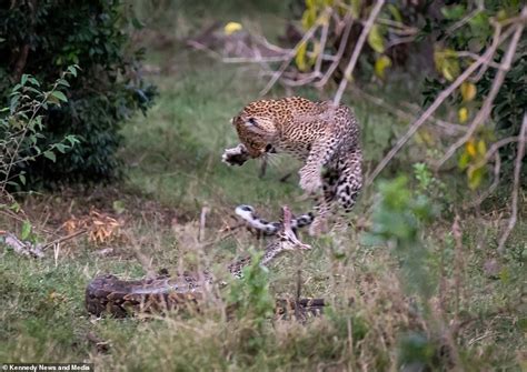 Python Eating Leopard 的图像结果