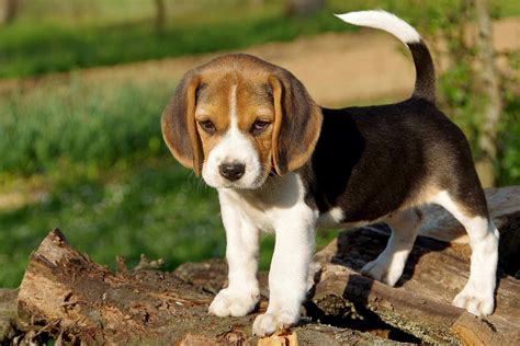 Digestive Problem In Dogs at Elizabeth Mitchem blog