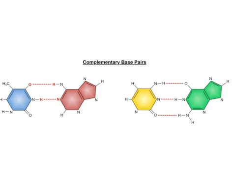 Image result for Complementary Base Pairs