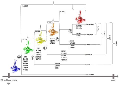 Structural Evolution of Primate Glutamate Dehydrogenase 2 as Revealed ...