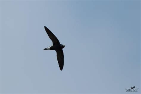 Swifts (Apodidae) | Gallery | WildArt | Birds of Indian SubContinent