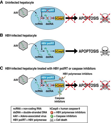 The Molecular and Structural Basis of HBV-resistance to Nucleos(t)ide Analogs