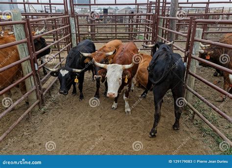 Corriente Cattle Breed Bull, Also Known As Criollo Or Chinampo Cattle ...