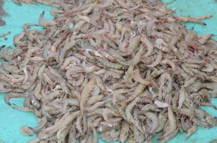 Envis Centre, Ministry of Environment & Forest, Govt. of India