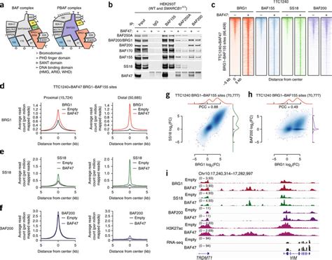 Image result for Extracts BAF