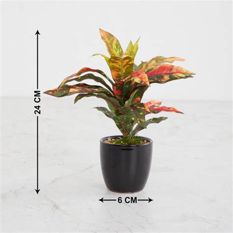 Buy Fiesta Dracaena Multicolour Potted Plant from Home Centre at just ...