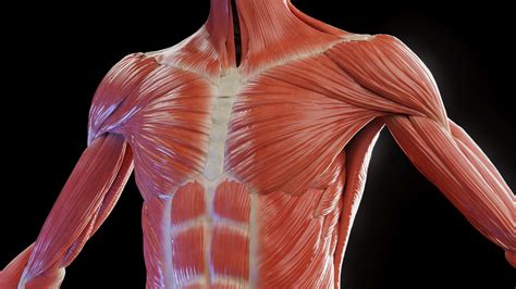 Female Muscles Anatomy Female Muscle Anatomy By Scott Camazine