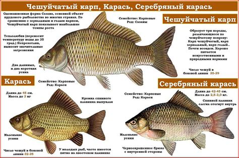 Рыба 🐟 карась. Как выглядит карась 👍, сколько живёт и где водится