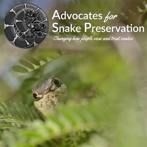 Best Tool For Killing Snakes: A Safety Guide