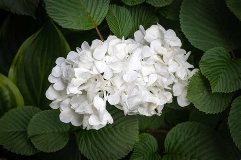 Snowball Bush vs. Hydrangea: The Key Differences - A-Z Animals