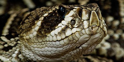Largest Eastern Diamondback Rattlesnake