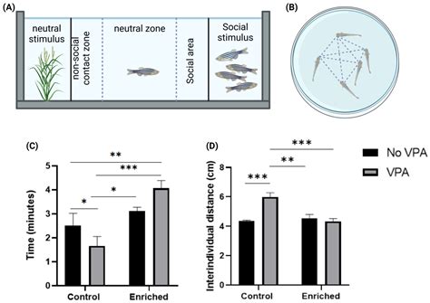 Effect of Enriched Environment on Cerebellum and Social Behavior of Valproic Zebrafish