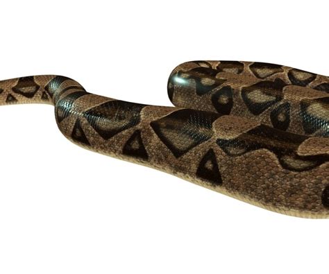 Image result for Python Reptile