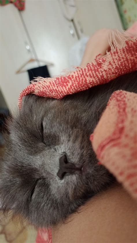 Here's my neb. She's so cute : r/nebelung