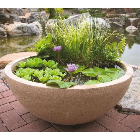 Water Feature Plants Ponds Water Plant Fountain - Cape Girardeau ...