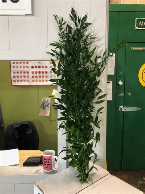 Italian Ruskus | SouthernSmilax.com