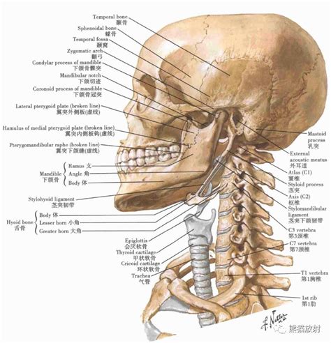 Image result for Vertebrae Alignment