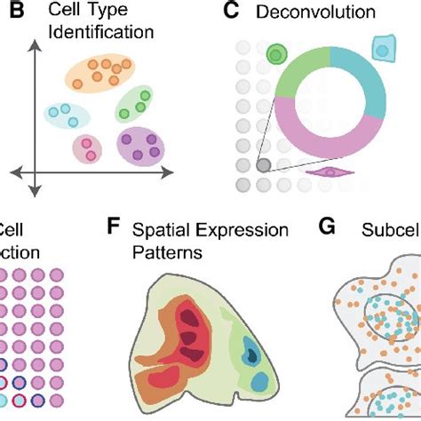 Image result for Spatial Transcriptomics Methods