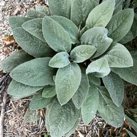 Is The Lambs Ear Plant (Stachys Byzantina) Edible?