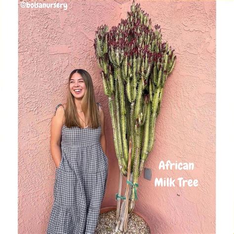 African Milk Tree (Euphorbia trigona)