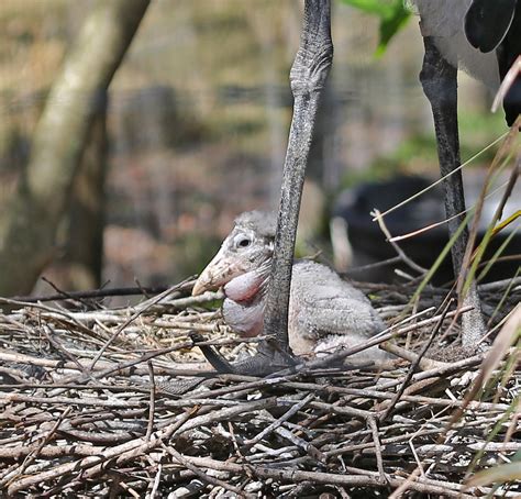 Pictures and information on Marabou Stork