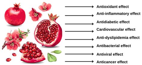 What Antioxidants Are In Pomegranate Juice at David Prather blog