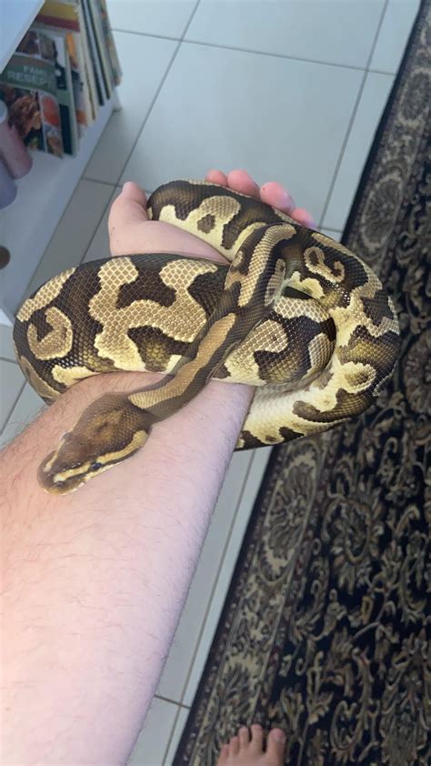 Image result for Python Hissing