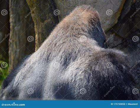 Gorillas are the Largest Extant Species of Primates. Stock Photo ...