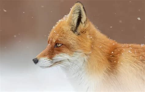 Wallpaper face, snow, background, portrait, Fox, profile, red, Oleg ...