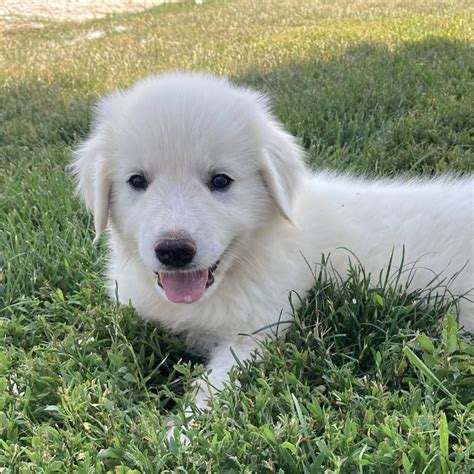 Great Pyrenees Puppies for Sale - Great Pyrenees Puppies | VIP Puppies