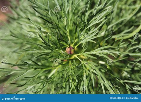 Fern leaf peony stock photo. Image of leaf, foliage, green - 56040624