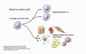stem cell 的图像结果