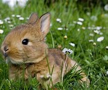 Image result for Easter Rabbit Pics